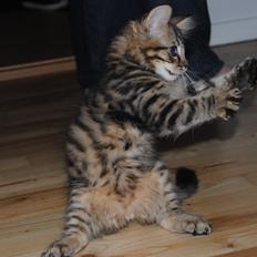 Blanding af racer Zeus