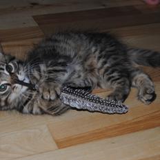 Blanding af racer Zeus