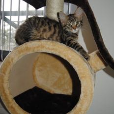 Blanding af racer Zeus