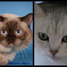 British Shorthair She is my kind of girl   "Midde"