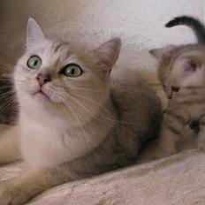 British Shorthair She is my kind of girl   "Midde"