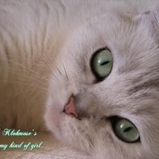 British Shorthair She is my kind of girl   "Midde"