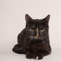 Europé FI*Kassilan Naiad