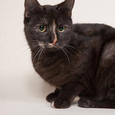 Europé FI*Kassilan Naiad