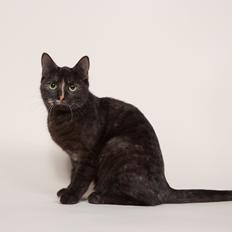 Europé FI*Kassilan Naiad