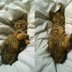 Blanding af racer Futte