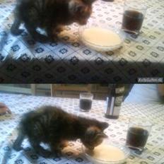 Blanding af racer Futte