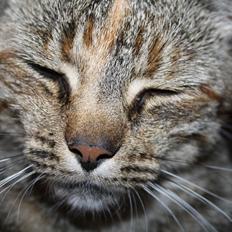 Blanding af racer Futte