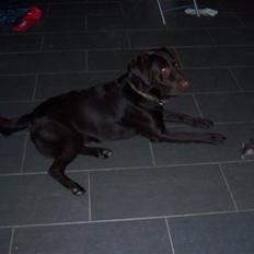 Blanding af racer Silver