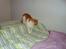 Huskat Bamse
