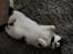 Huskat Joey 