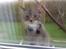Huskat Mini R.I.P <3