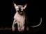 Sphynx Mr. Hyde