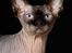 Sphynx Mr. Hyde
