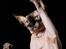 Sphynx Mr. Hyde