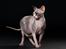 Sphynx Lara Croft