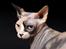 Sphynx Lara Croft