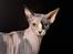 Sphynx Lara Croft
