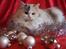 Ragdoll S* Gunbertus Lily