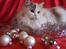Ragdoll S* Gunbertus Lily