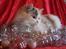 Ragdoll S* Gunbertus Lily