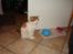 Huskat Bamse - December 2013