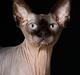Sphynx Mr. Hyde
