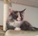 Maine Coon Aia
