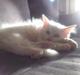 Maine Coon Cleo