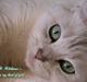 British Shorthair She is my kind of girl   "Midde"