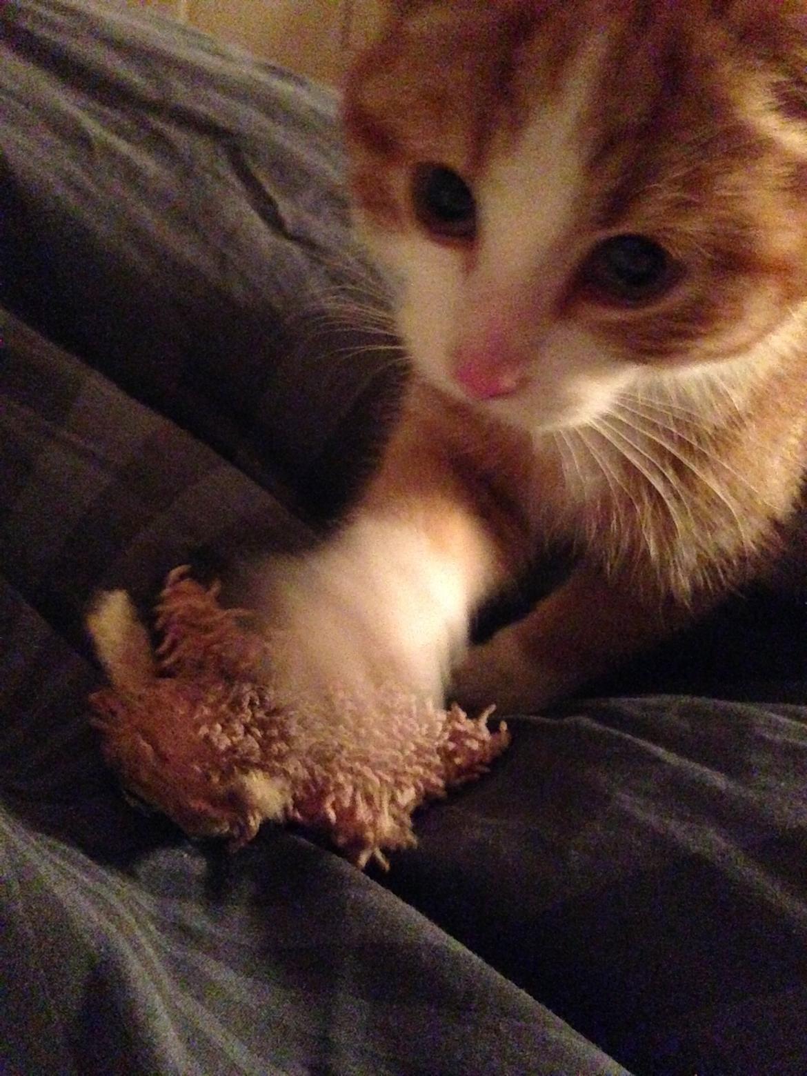 Huskat Anakin - 02.11.13 billede 1