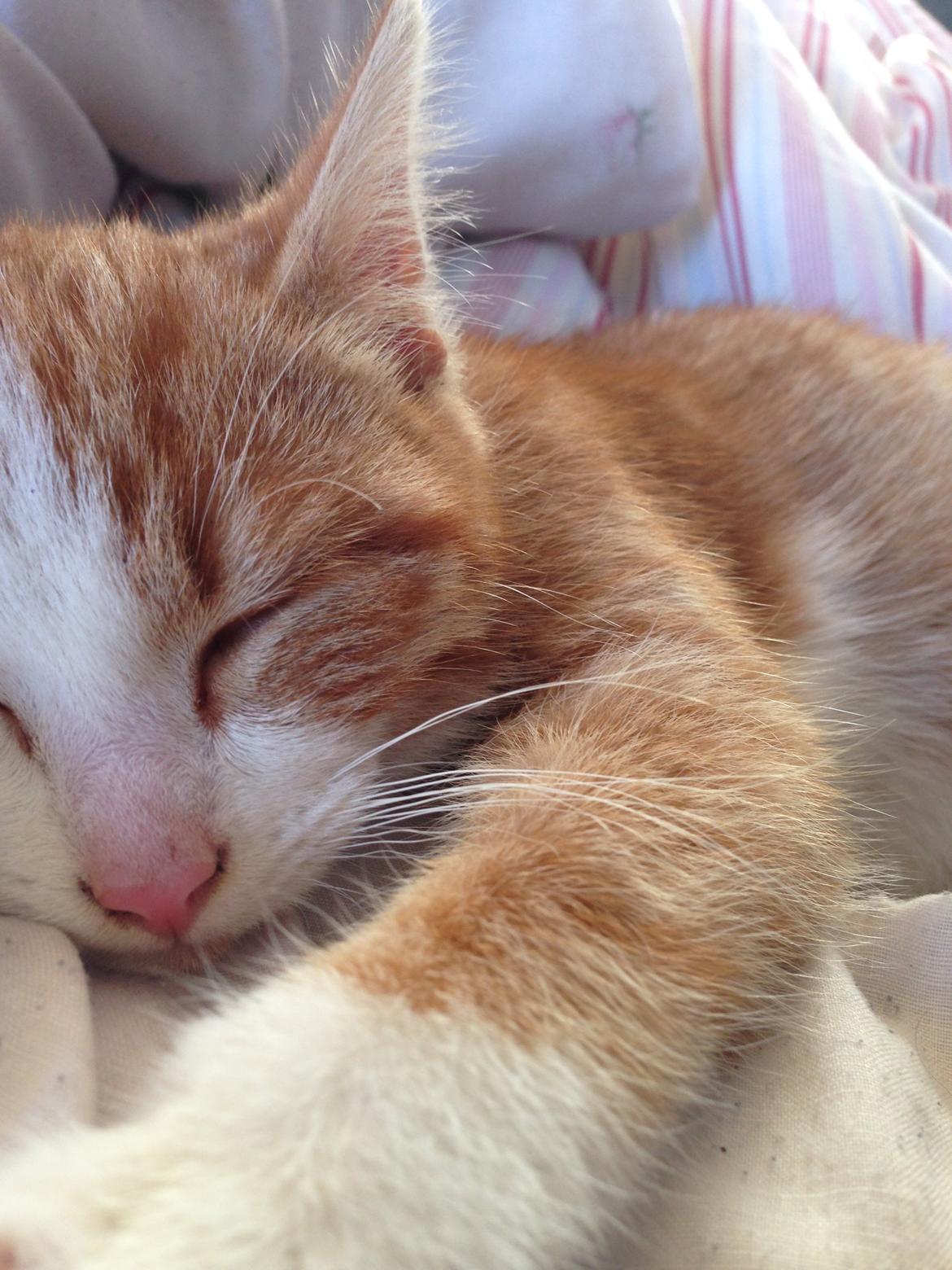 Huskat Anakin - 03.11.13 billede 2