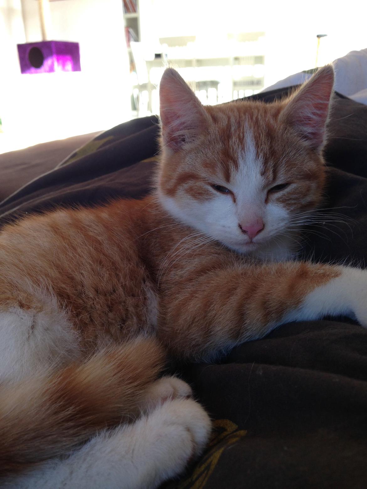 Huskat Anakin - 03.11.13 billede 3