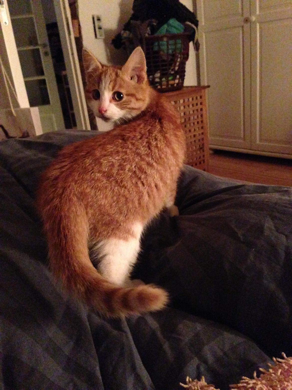 Huskat Anakin - 02.11.13 billede 4