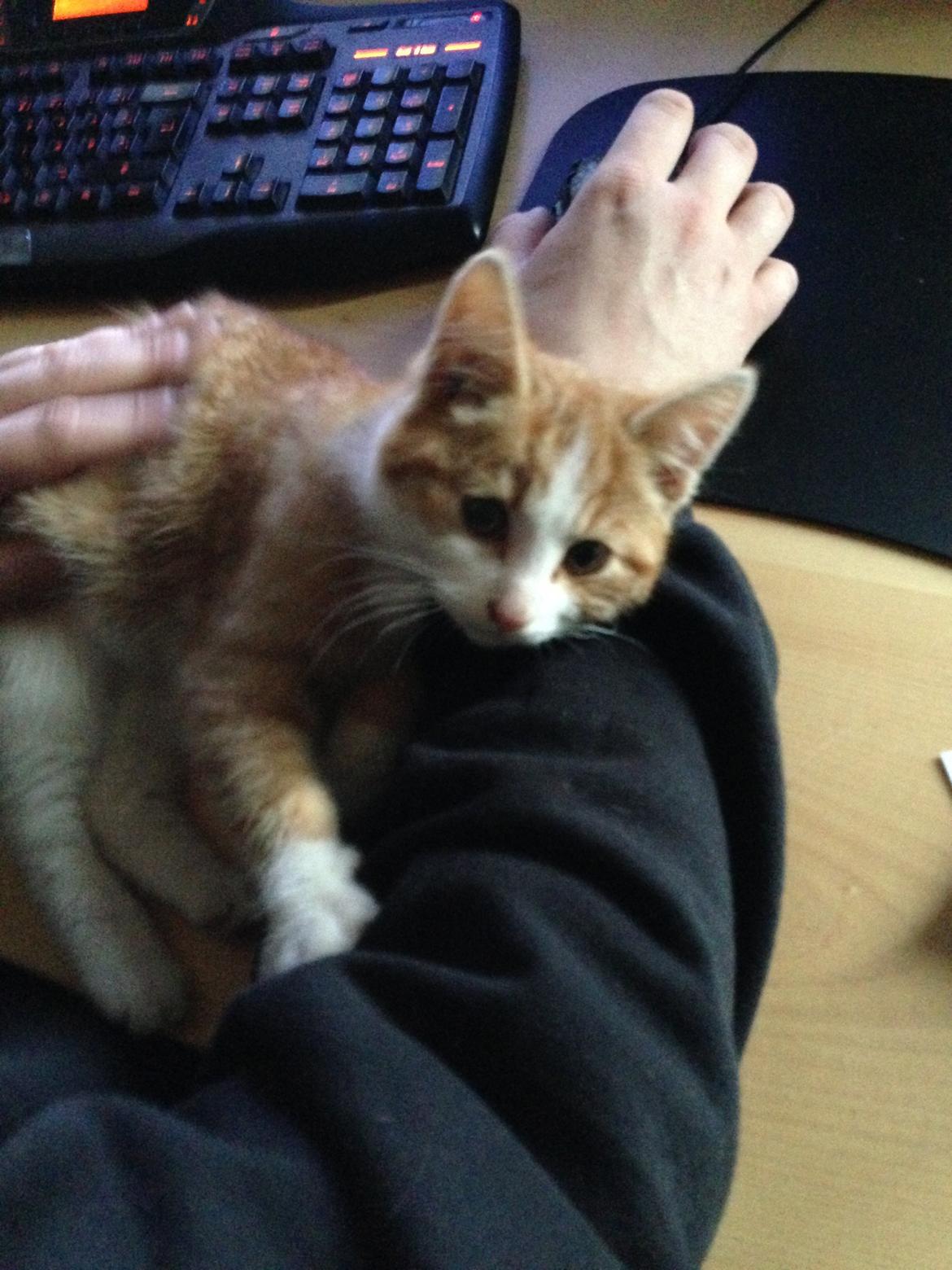 Huskat Anakin - 03.11.13 billede 5