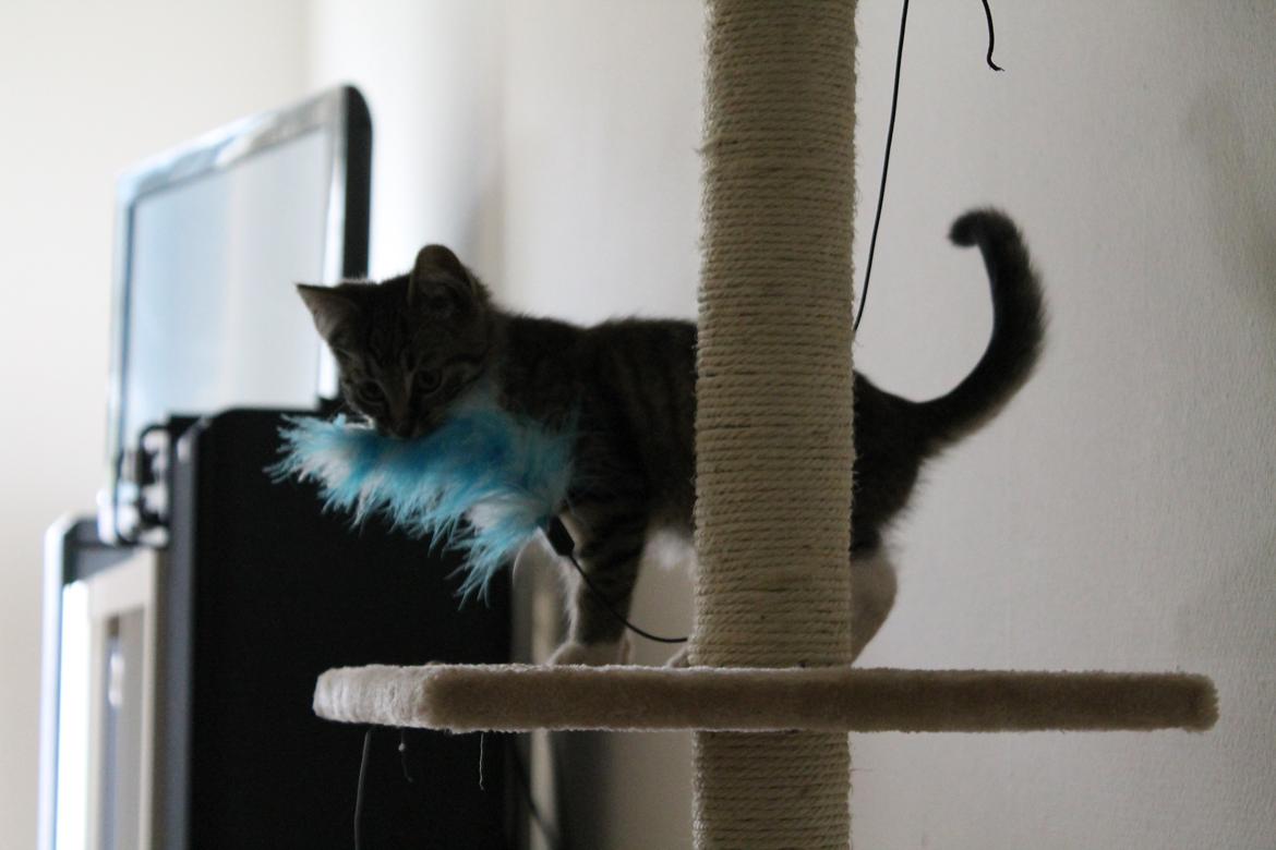 Huskat Nuddi billede 2