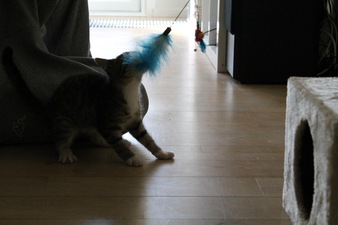 Huskat Nuddi billede 3