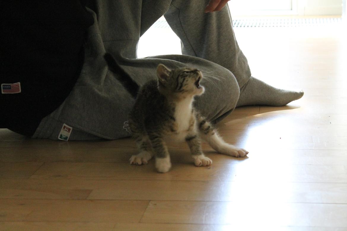 Huskat Nuddi billede 4