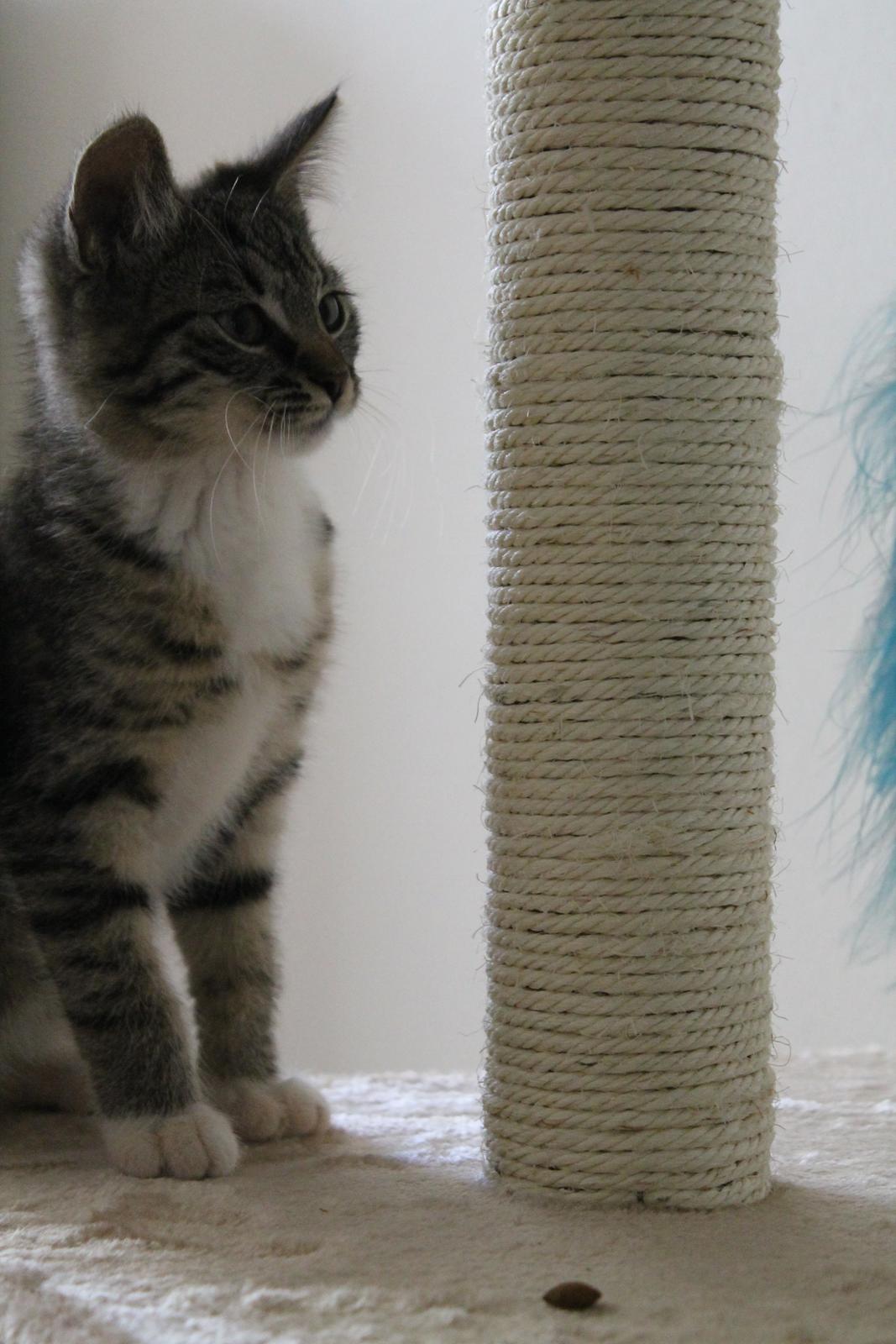 Huskat Nuddi billede 6