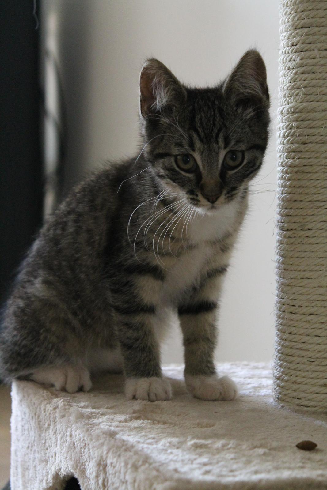 Huskat Nuddi billede 7