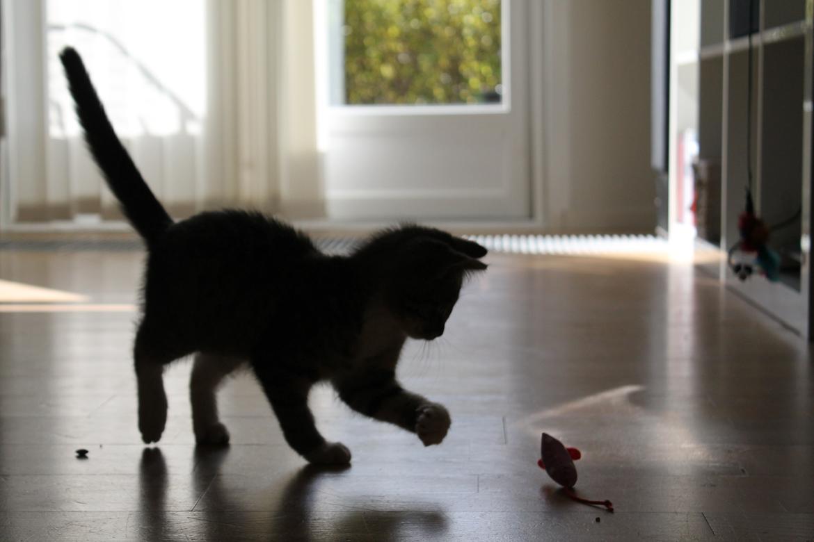 Huskat Nuddi billede 9