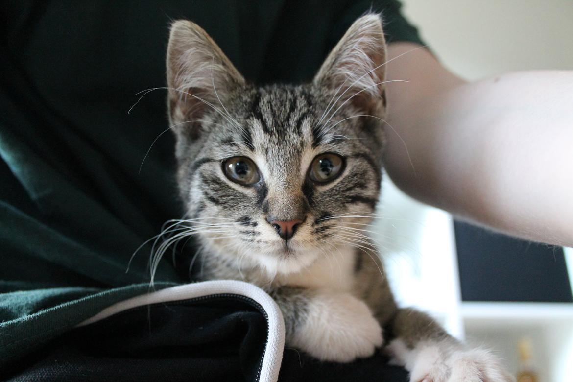 Huskat Nuddi billede 10