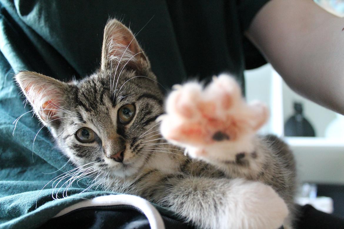 Huskat Nuddi billede 11