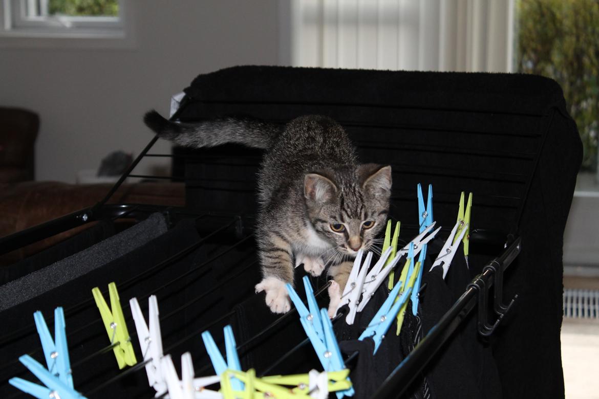 Huskat Nuddi billede 13