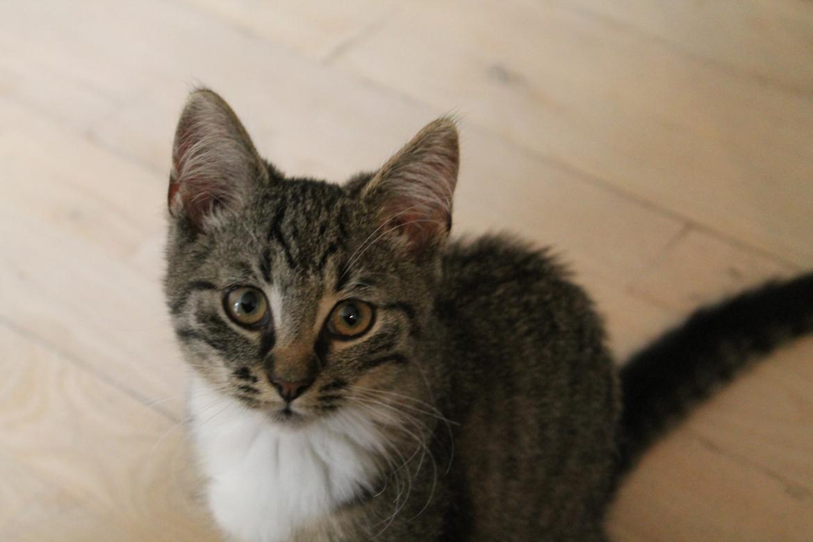 Huskat Nuddi billede 14