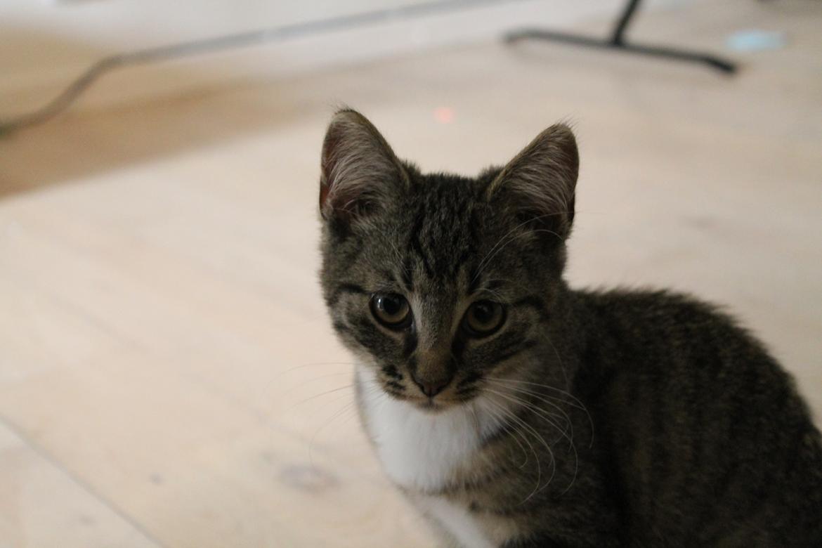 Huskat Nuddi billede 15