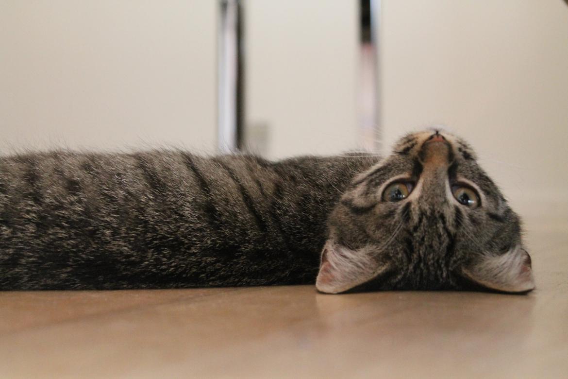 Huskat Nuddi billede 17