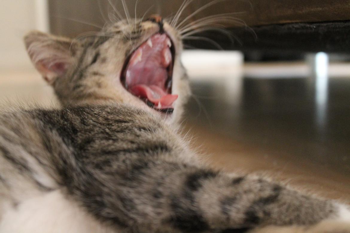 Huskat Nuddi billede 18