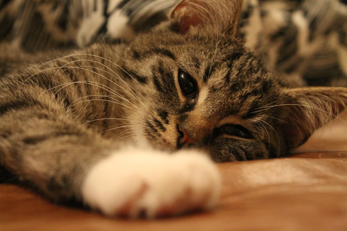 Huskat Nuddi billede 19