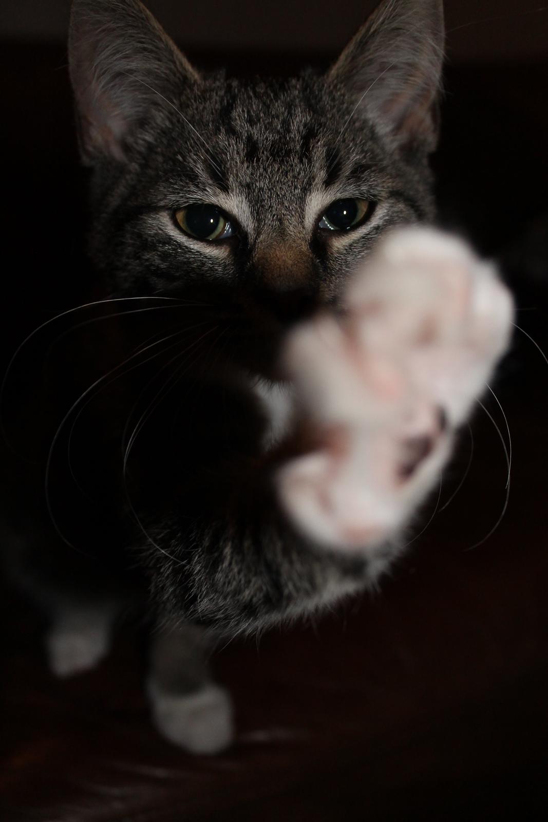 Huskat Nuddi billede 1